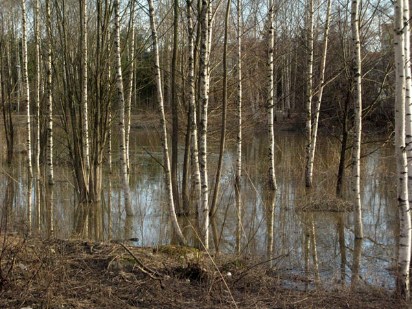 tulvavesi peittää puiden alarungon